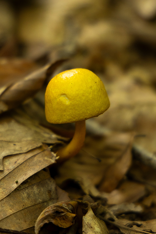 A yellow mushroom in the woods