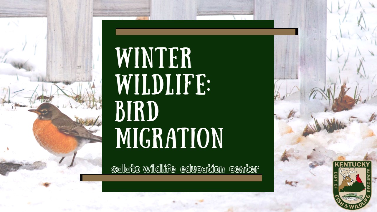 winter bird migration