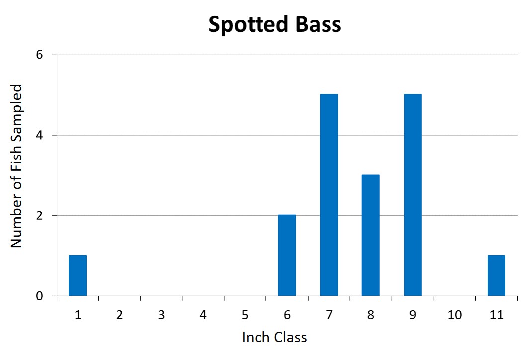 Spotted Bass Length frequency graph
