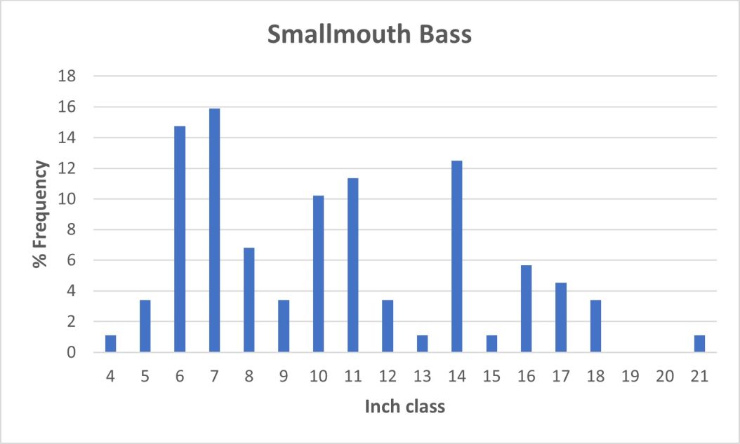 Smallmouth Bass length frequency graph