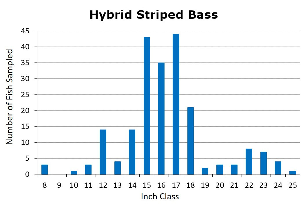 Hybrid Striped Bass length frequency graph