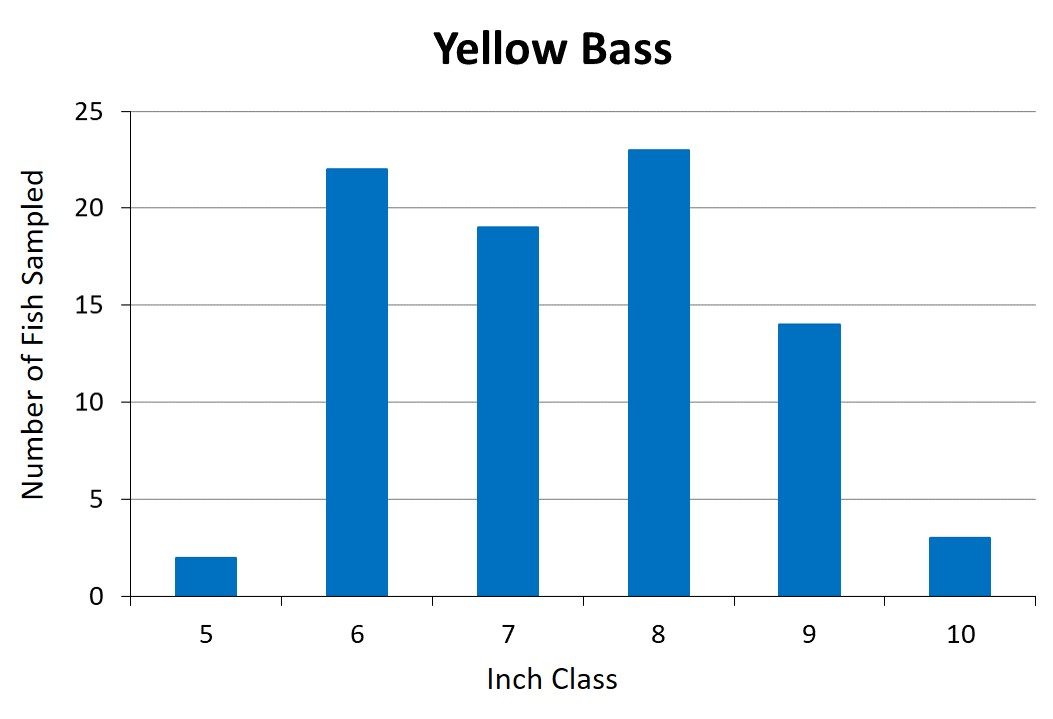 Yellow Bass length frequency graph