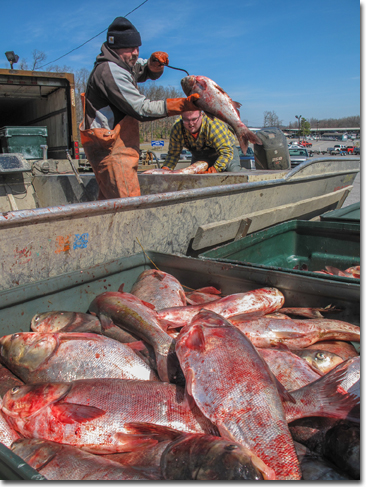 Fisherman unloading Asian carp from his boat into the shipping totes.
