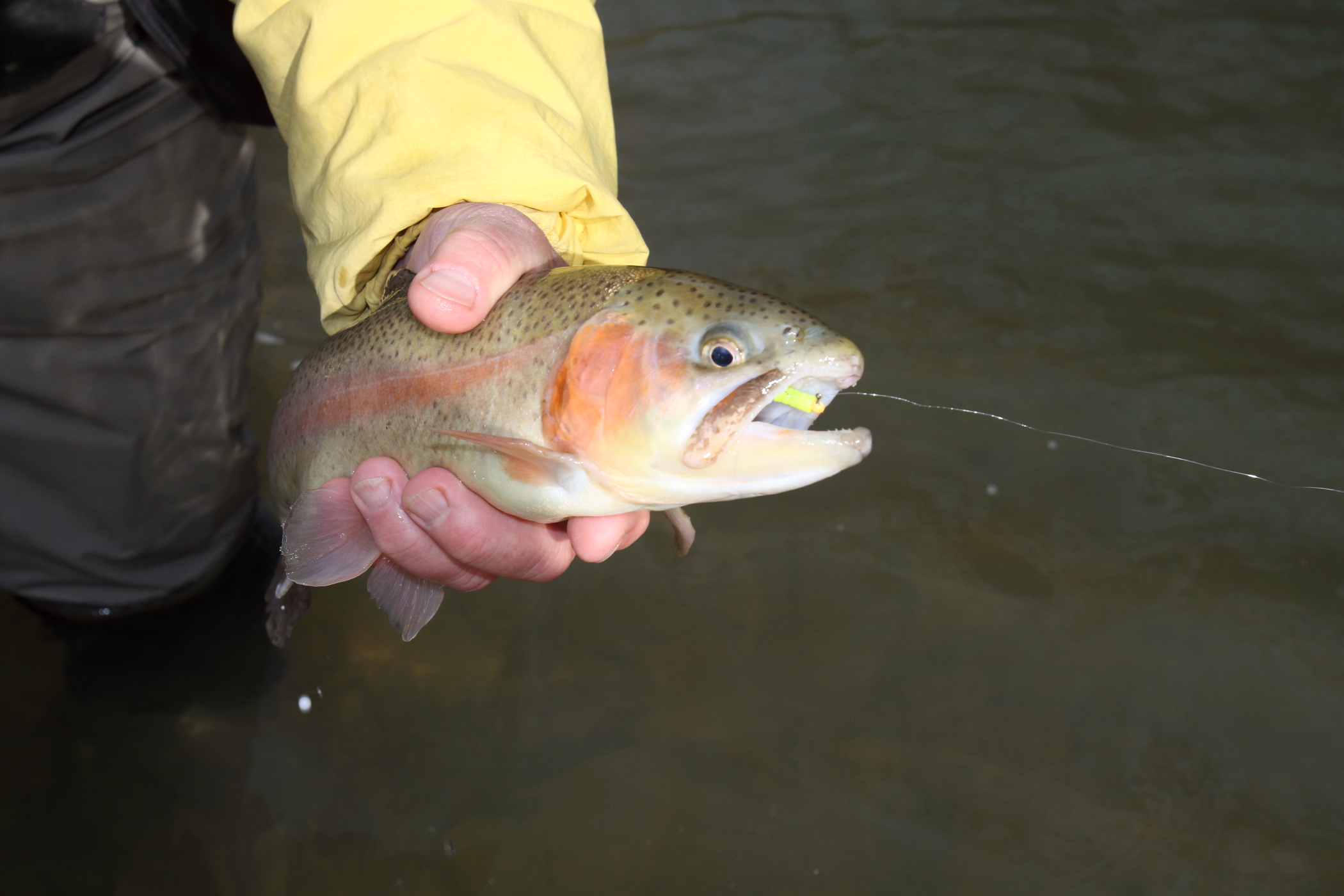 Hand holding up an healthy rainbow trout