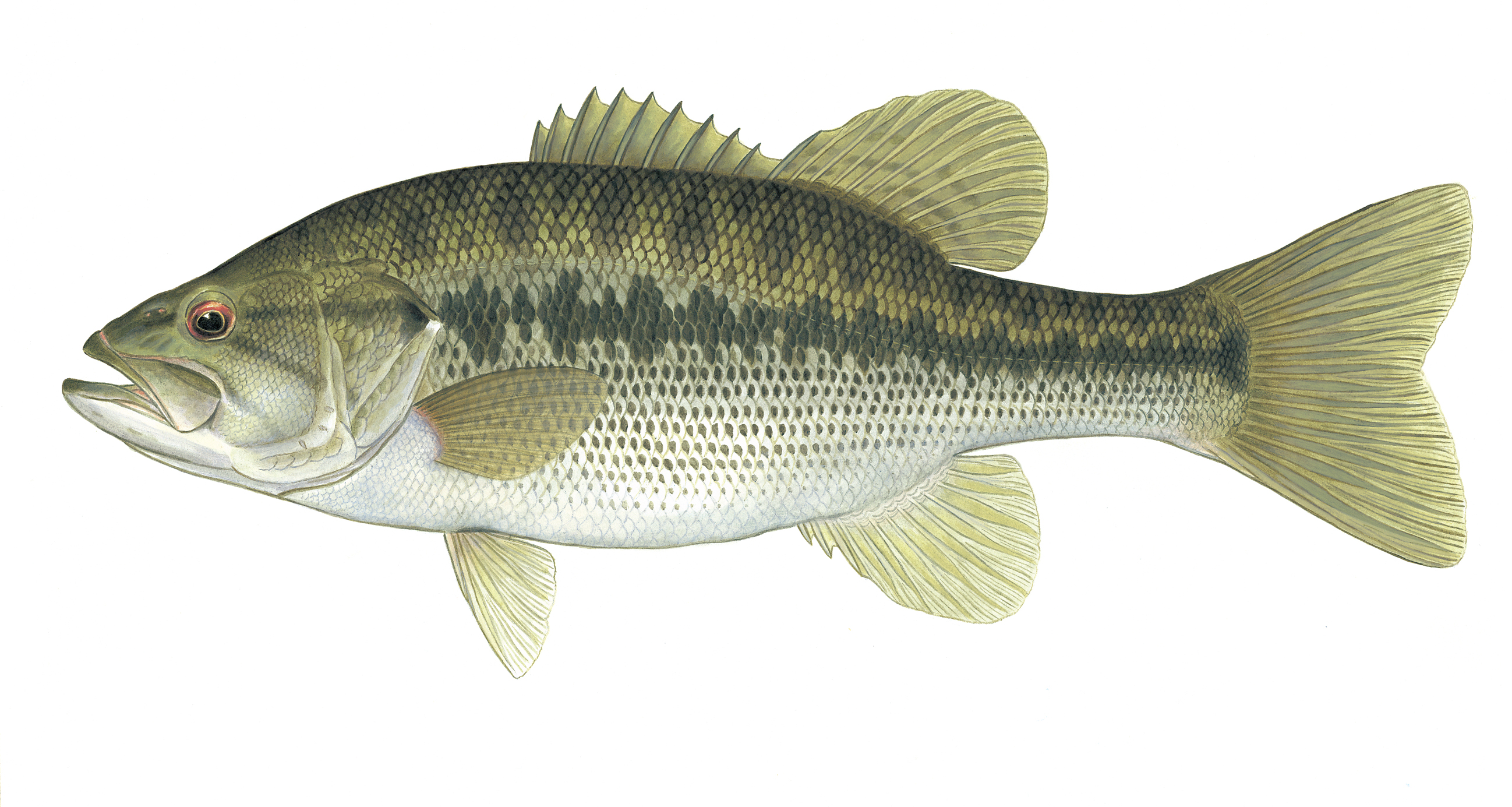 Artwork of Spotted Bass by Rick Hill, Kentucky Department for Fish and Wildlife Resources.