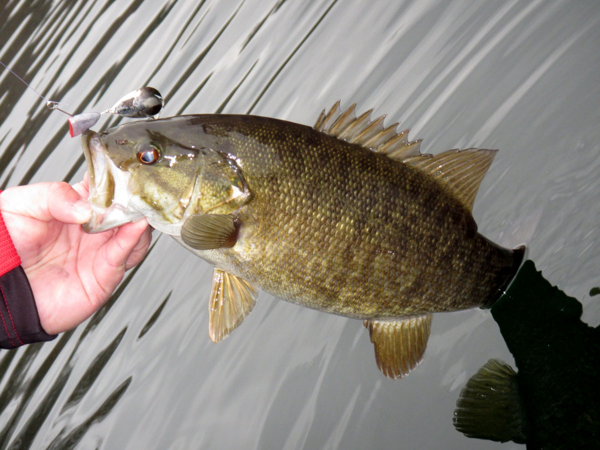 Chad Miles, host of the Kentucky Afield television show, lifts a quality smallmouth bass