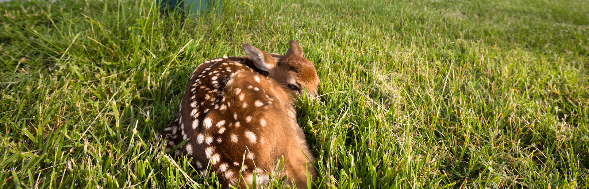 baby-fawn-web-banner