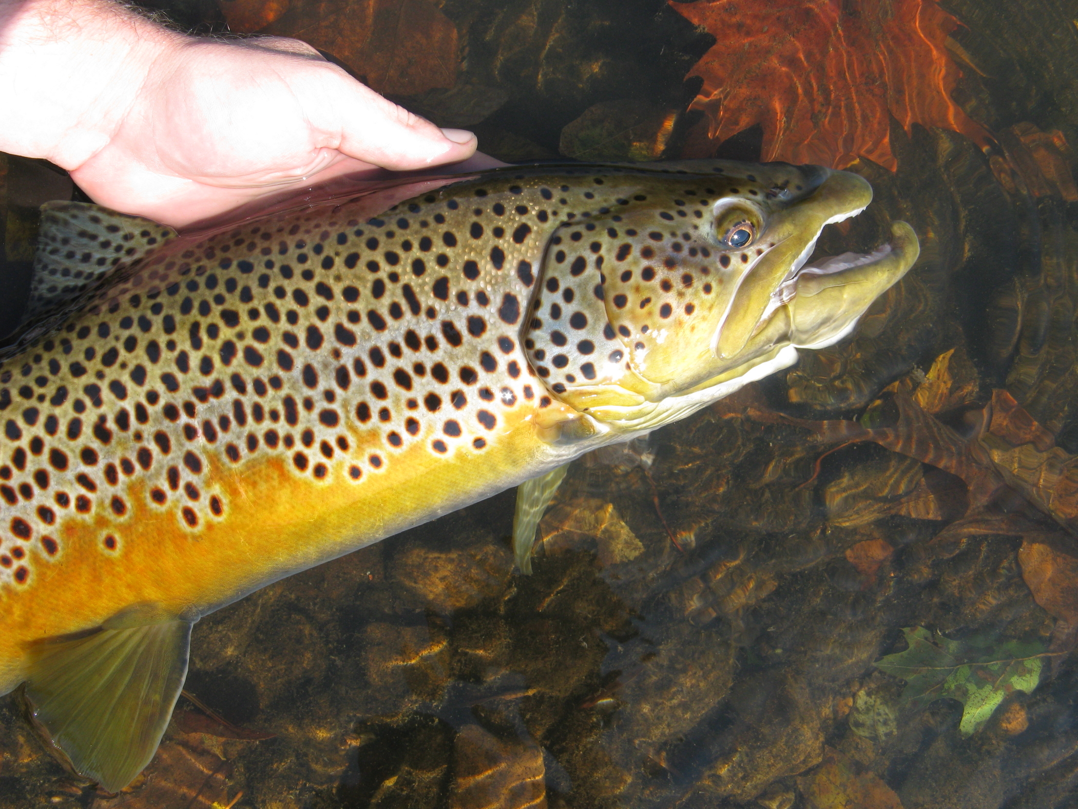 hands holding a spotted brown trout