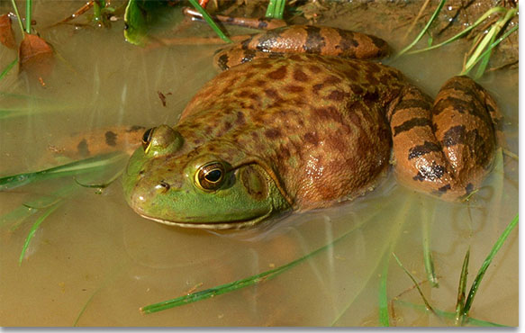 American Bullfrog, Photo by John R. MacGregor