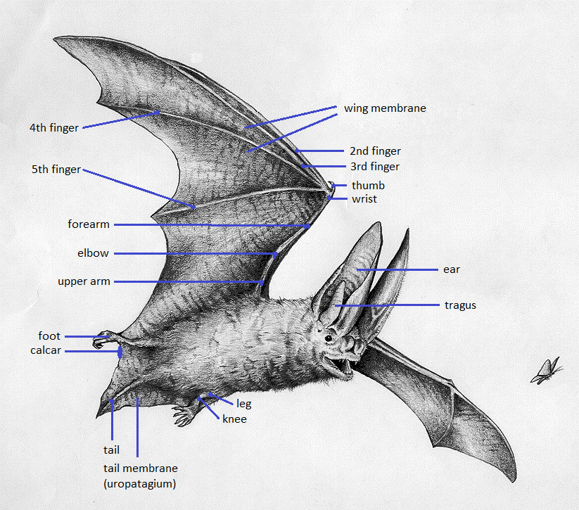 Bat illustration by Rick Hill, KDFWR