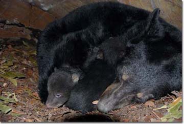 Mother bear and cubs, Photo by Dave Maehr
