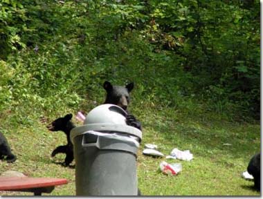 Black bear family in trash, Photo by Dave Huff