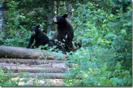 Black bear family, Photo by James Inman