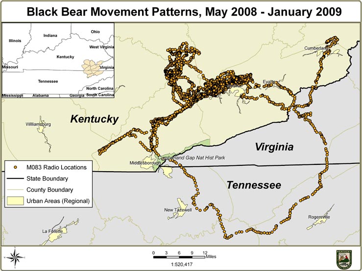 Black Bear Movement Patterns