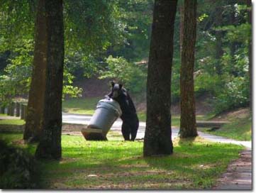 Black bear in trash, Photo by Dave Huff