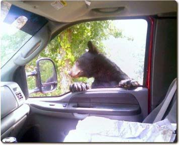 Black bear in truck window