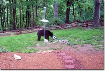 Black bear destroying a birdfeeder