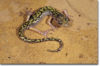 Green Salamander, Photo by John R. MacGregor